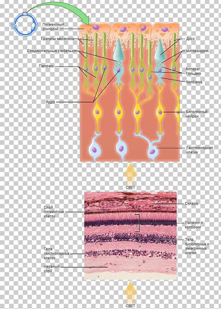 Photoreceptor Cell Photoreceptor Protein Rod Cell Cone Cell Retina PNG, Clipart, Anatomy, Angle, Cell, Diagram, Eye Free PNG Download