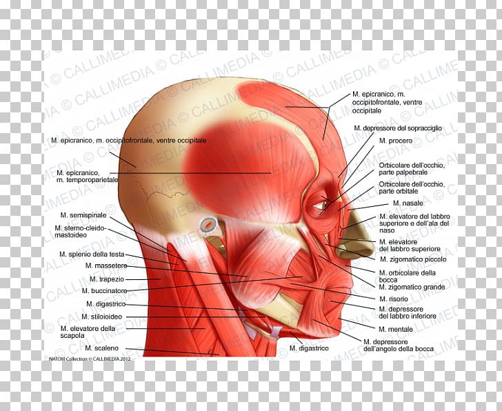 Temporoparietalis Muscle Head And Neck Anatomy Lateral Rectus Muscle PNG, Clipart, Anatomy, Bone, Cheek, Chin, Face Free PNG Download