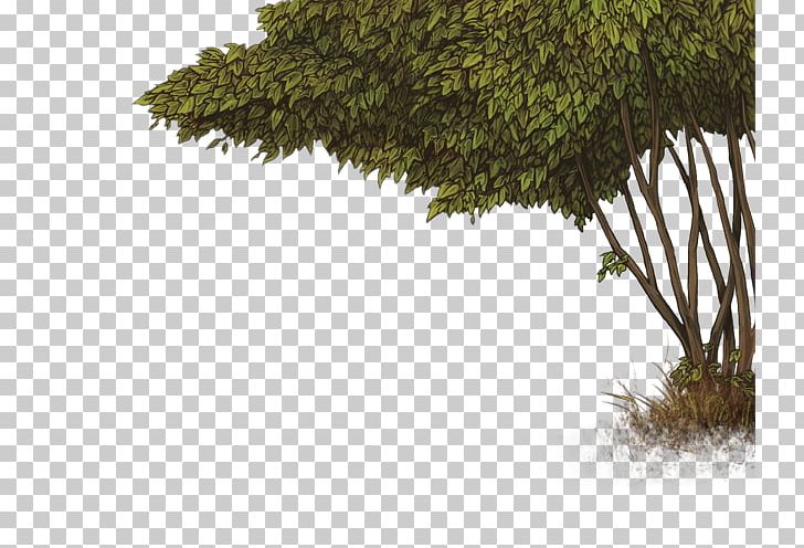 Vegetation Shrub Tree Leaf Evergreen PNG, Clipart, Branch, Conifers, Evergreen, Flora, Grass Free PNG Download