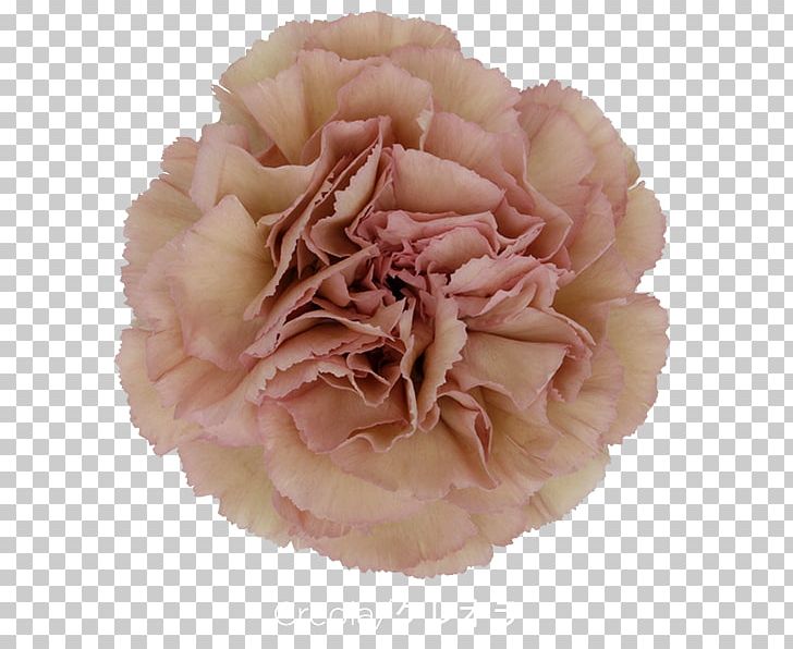 A.m. Flora S.r.l. Carnation Cut Flowers Cabbage Rose PNG, Clipart, Artificial Flower, Blossom, Carnation, Colibri, Color Free PNG Download