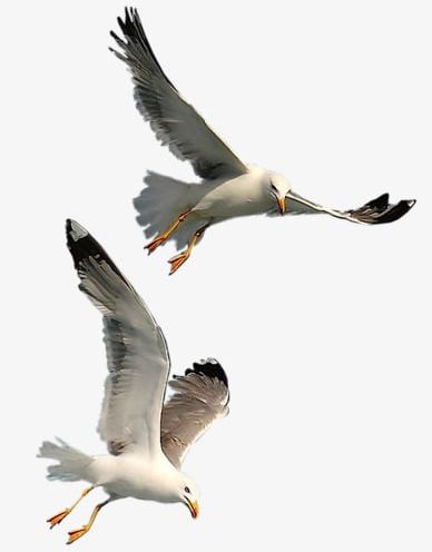 Flying Seagull PNG, Clipart, Birds, Fly, Flying Clipart, Seabirds, Seagull Free PNG Download
