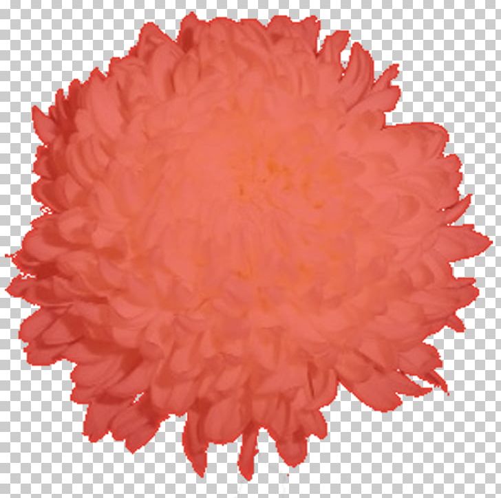 Petal Flower Chrysanthemum Peach Football PNG, Clipart, Chrysanthemum, Flower, Football, Nature, Orange Free PNG Download