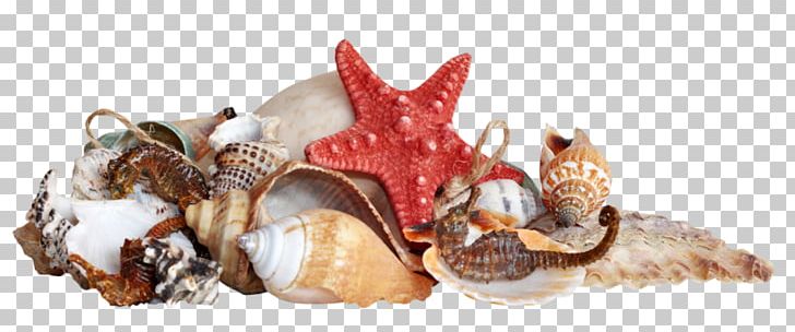 Seashell Caracola Starfish PNG, Clipart, Animals, Beach, Caracola, Cockle, Conch Free PNG Download