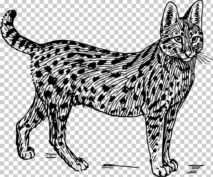 Wildcat Lion Serval PNG, Clipart, Animal, Animals, Artwork, Asian, Big Cat Free PNG Download