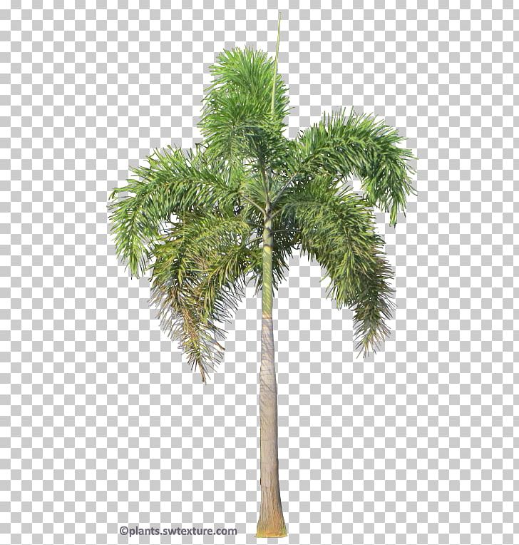 Asian Palmyra Palm Wodyetia Foxtail Tree Rhapis PNG, Clipart, Arecaceae, Arecales, Areca Nut, Attalea Speciosa, Borassus Flabellifer Free PNG Download