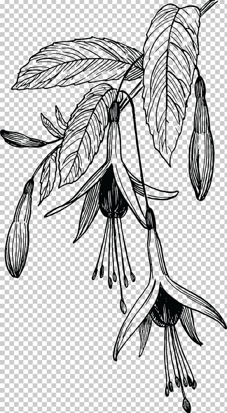 Drawing Art PNG, Clipart, Art, Artwork, Arum Lilies, Black And White, Branch Free PNG Download