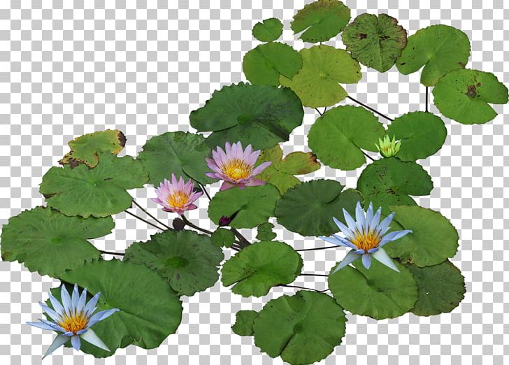 Nelumbo Nucifera Water Lilies PNG, Clipart, Animation, Annual Plant, Download, Flower, Flowering Plant Free PNG Download