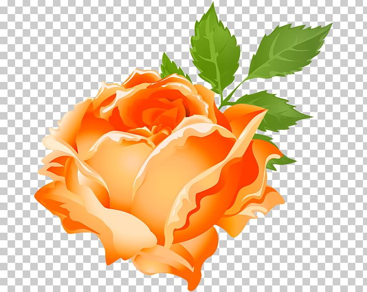 Centifolia Roses Purple PNG, Clipart, Art, Centifolia Roses, Cut Flowers, Desktop Wallpaper, Floribunda Free PNG Download