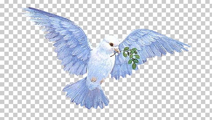 Columbidae Animation Flying Dove PNG, Clipart, Animation, Beak, Bird, Bird Of Prey, Cartoon Free PNG Download