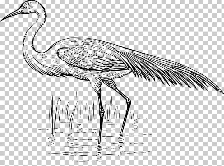 Heron Bird Crane Great Egret PNG, Clipart, Beak, Bird, Black And White, Cattle Egret, Ciconiiformes Free PNG Download