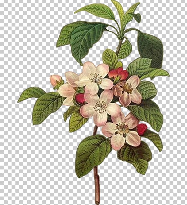 Botanical Illustration Botany Printmaking Art PNG, Clipart, Apple, Apples, Art, Botanical Illustration, Botany Free PNG Download