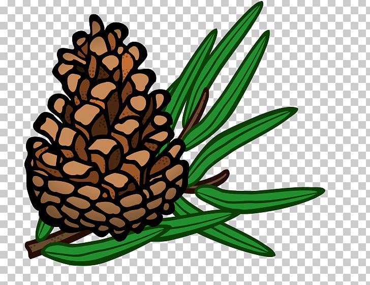 Conifer Cone Pine PNG, Clipart, Ananas, Artwork, Color, Commodity, Cone Free PNG Download