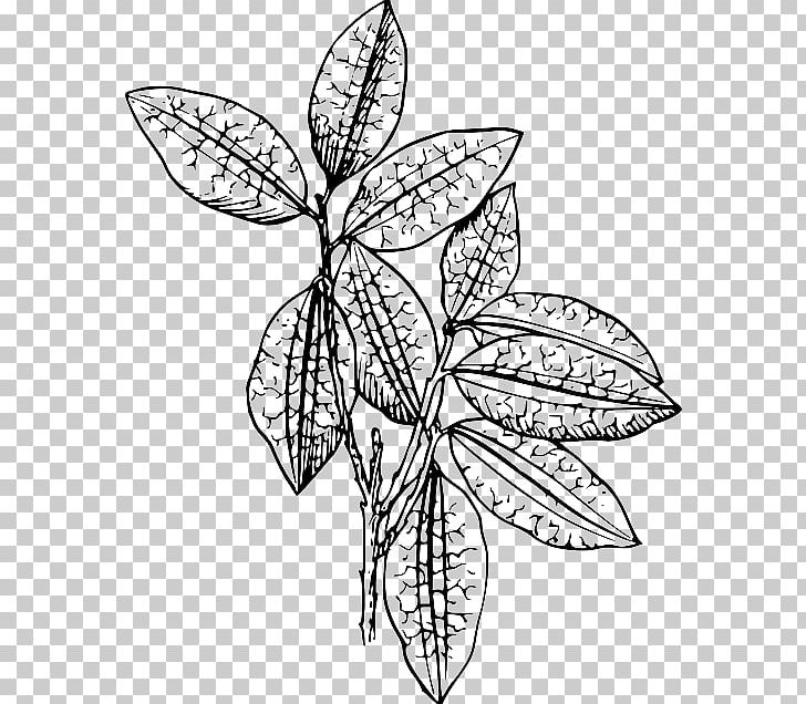 Drawing Plant PNG, Clipart, Artwork, Black And White, Branch, Butterfly, Contour Drawing Free PNG Download