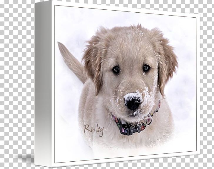 Golden Retriever Puppy Dog Breed Companion Dog PNG, Clipart, Animal, Animals, Breed, Canidae, Carnivora Free PNG Download
