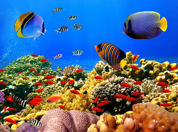 coral reef clipart png bed