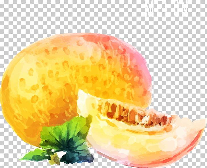 Watercolor Painting Cantaloupe Melon PNG, Clipart, Auglis, Cantaloupe, Encapsulated Postscript, Food, Fruit Free PNG Download