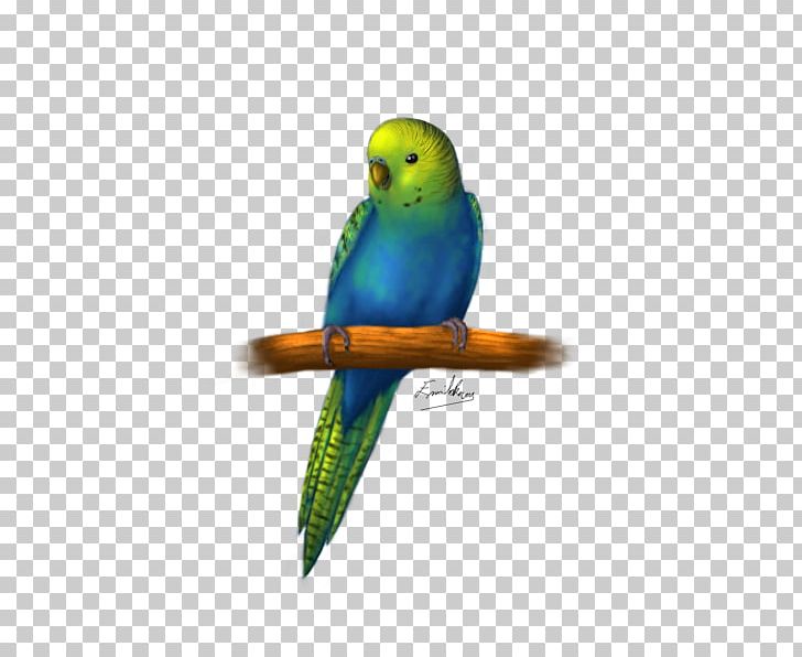 Budgerigar Parakeet Cockatiel Bird Macaw PNG, Clipart, Animals, Beak, Bird, Budgerigar, Cockatiel Free PNG Download