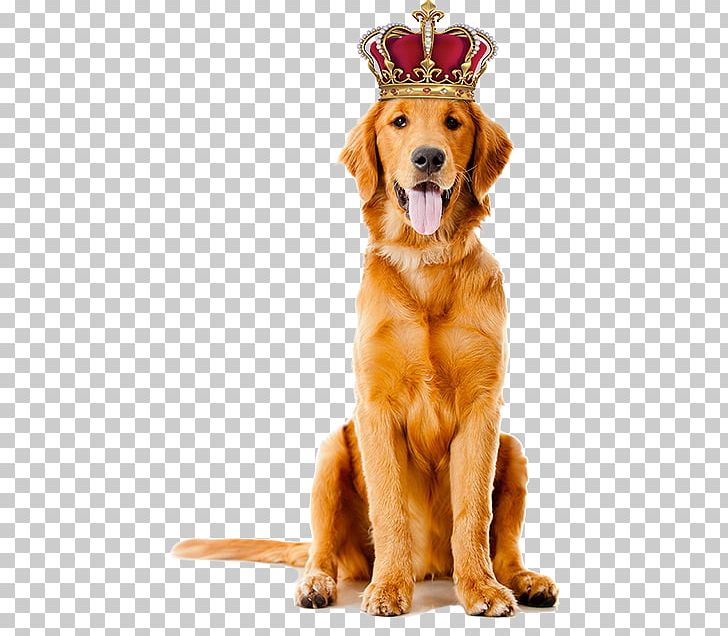 Golden Retriever Stock Photography Puppy Pet Dog Grooming PNG, Clipart, Animals, Canine Good Citizen, Carnivoran, Companion Dog, Dog Free PNG Download
