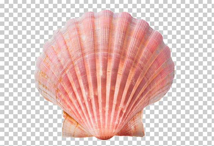 Seashell Conch Stock Photography PNG, Clipart, Animals, Caracola, Cockle, Conch, Decorative Fan Free PNG Download