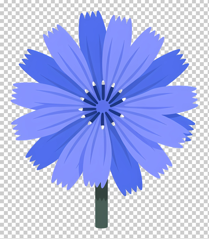 Blue Cornflower Illustration PNG
