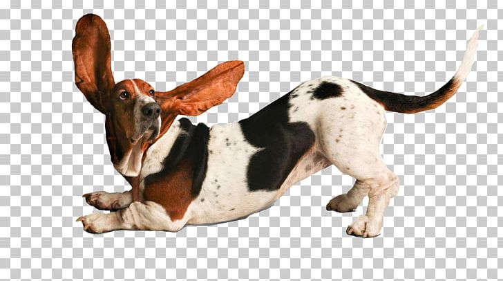 Basset Hound Puppy Yoga Dogs Beagle Doga PNG, Clipart, Animals, Bark, Basset Hound, Beagle, Breed Free PNG Download