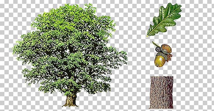 English Oak Northern Red Oak Tree Acorn Bark PNG, Clipart, Acorn, Bark, Branch, English Oak, European Beech Free PNG Download