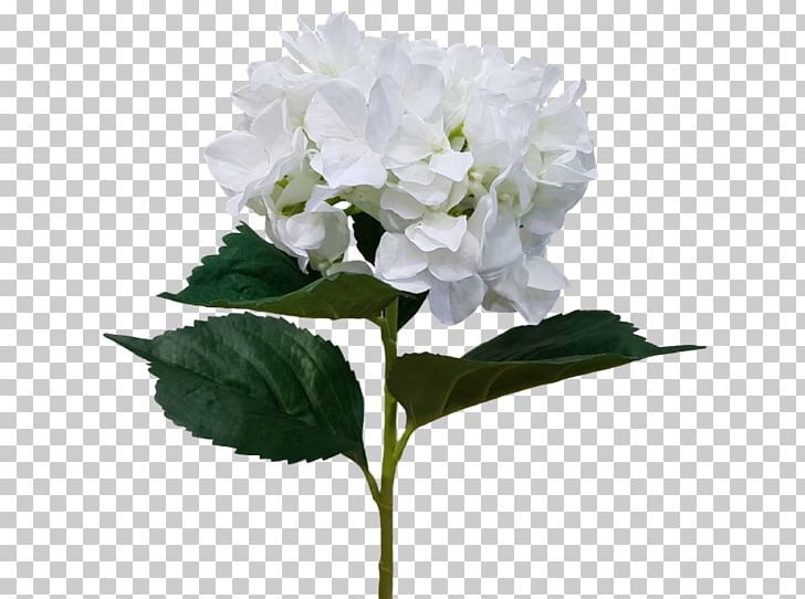 Hydrangea Cut Flowers Flowering Plant PNG, Clipart, Cornales, Cut Flowers, Flower, Flowering Plant, Hydrangea Free PNG Download