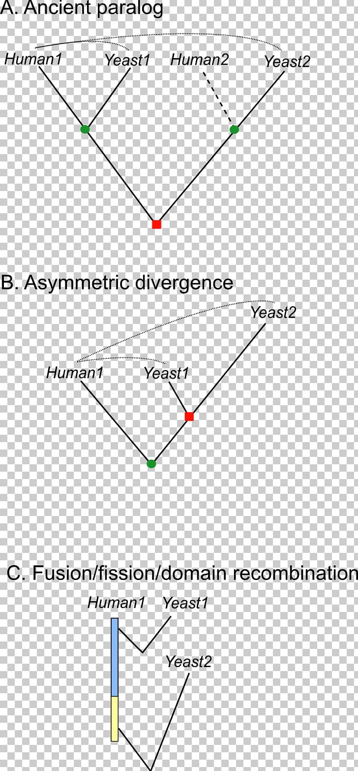 Line Triangle Point Diagram PNG, Clipart, Angle, Area, Art, Diagram, Gish Free PNG Download