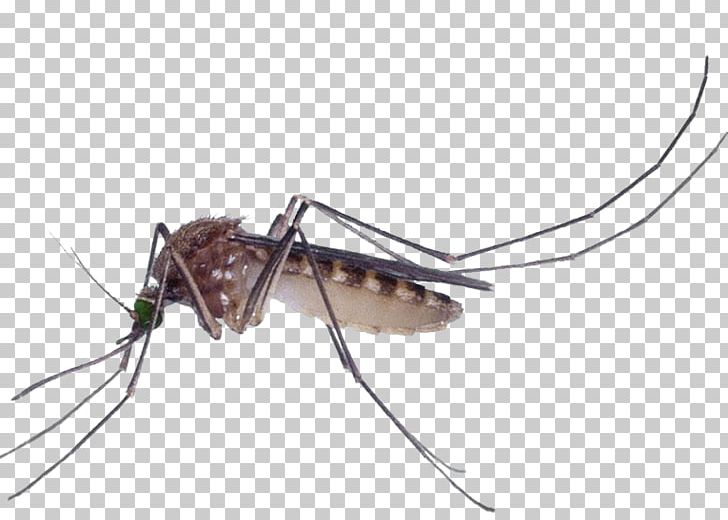 Marsh Mosquitoes Pest Control Culex Pipiens Fly PNG, Clipart, Ant, Arthropod, Bed Bug, Black, Black Mosquitoes Free PNG Download