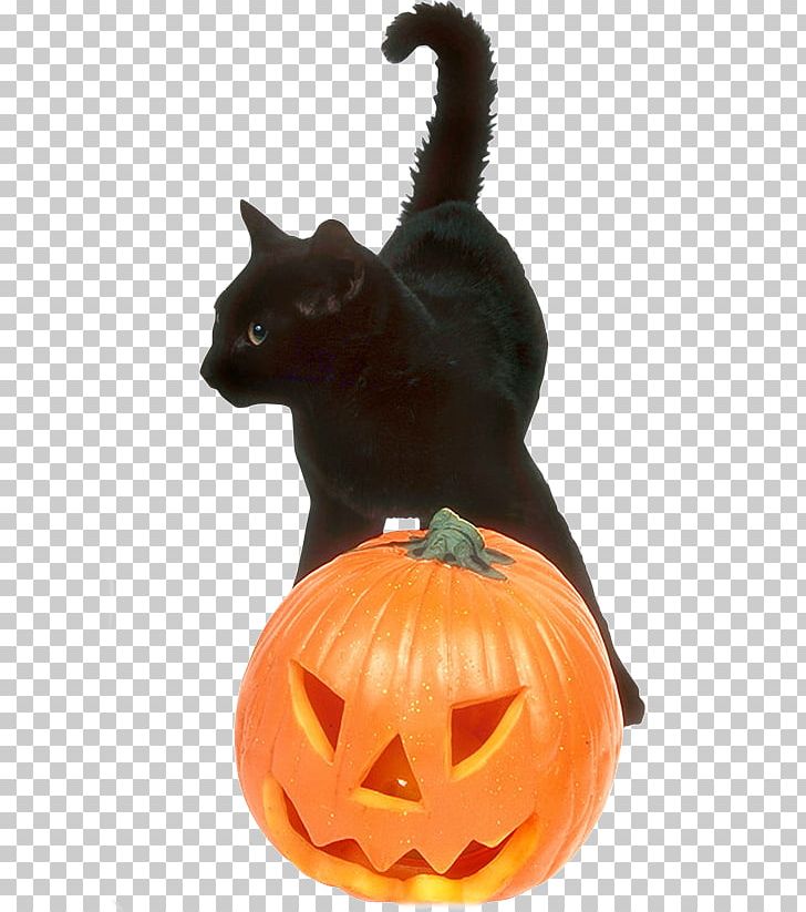 Whiskers Jack-o'-lantern Winter Squash Cat Cucurbita PNG, Clipart,  Free PNG Download