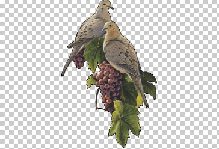 Bird Columbidae Mourning Dove Grape Eurasian Collared Dove PNG, Clipart, Abf, Animal, Animals, Art, Artist Free PNG Download