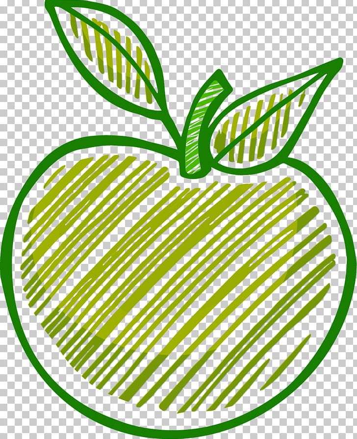 Green apple with leaf and half of fruit. full color realistic sketch vector  illustration. hand drawn painted illustration. | CanStock