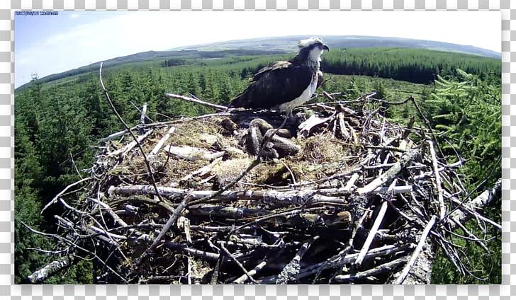 Eagle Bird Nest Fauna Beak PNG, Clipart, Accipitriformes, Animals, Beak, Bird, Bird Nest Free PNG Download