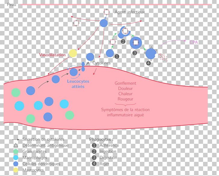 Inflammation Terminale Scientifique Adaptive Immune System PNG, Clipart, Adaptive Immune System, Antibody, Antigen, Area, Brand Free PNG Download