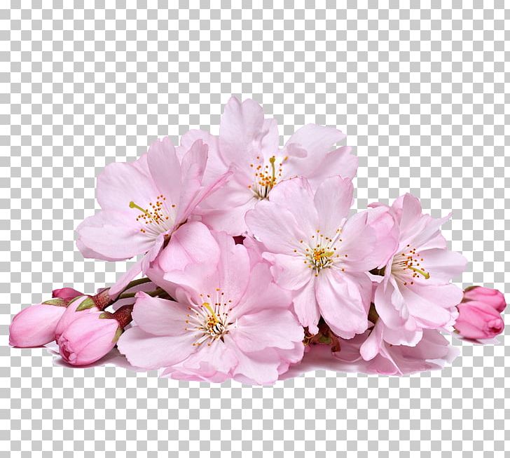 Flower Cherry Blossom Pink PNG, Clipart, Blossom, Blossoms, Blossoms Vector, Branch, Cherry Free PNG Download