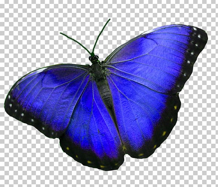 Monarch Butterfly Lycaenidae Pieridae Insect PNG, Clipart, Arthropod, Blue, Brush Footed Butterfly, Butterflies And Moths, Butterfly Free PNG Download