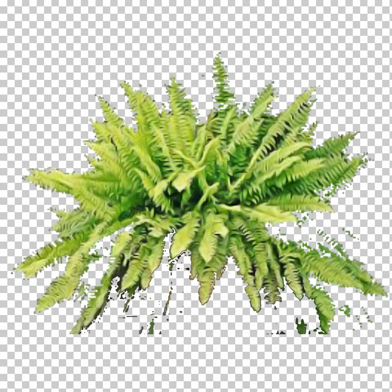 Fern PNG, Clipart, Blog, Fern, Fern Tshirt, Flower, Leaf Free PNG Download