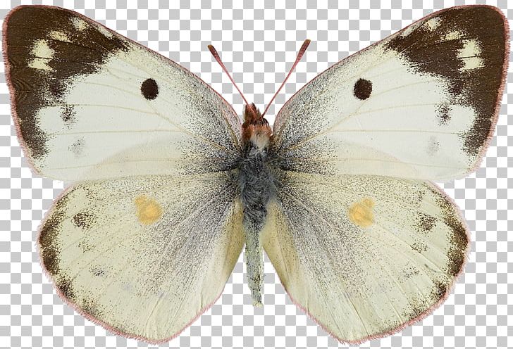 Butterfly Pieridae Colias Hyale Colias Croceus Colias Eurytheme PNG, Clipart, Arthropod, Bombycidae, Brush Footed Butterfly, Butterflies And Moths, Butterfly Free PNG Download