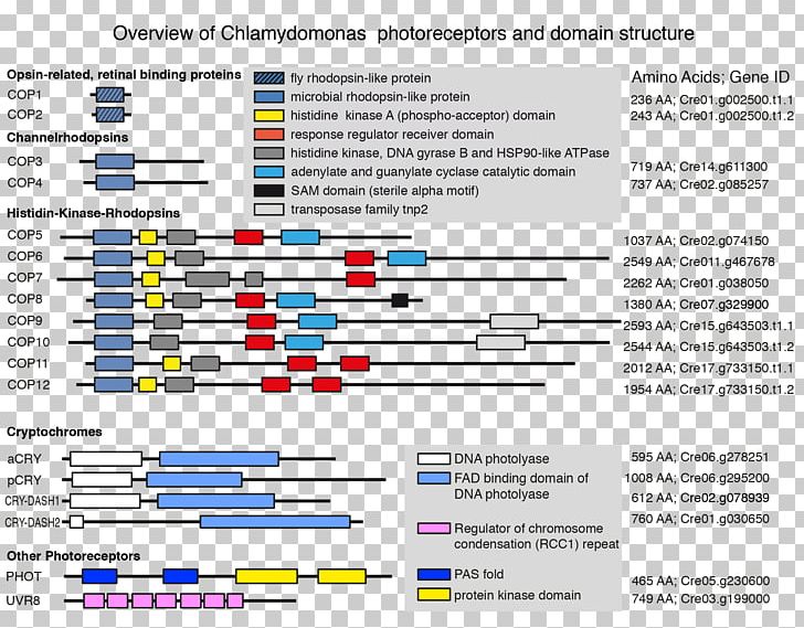 Chlamydomonas Reinhardtii CRISPR Gene Algae Electroporation PNG, Clipart, Algae, Area, Biology, Cas9, Chlamydomonas Free PNG Download