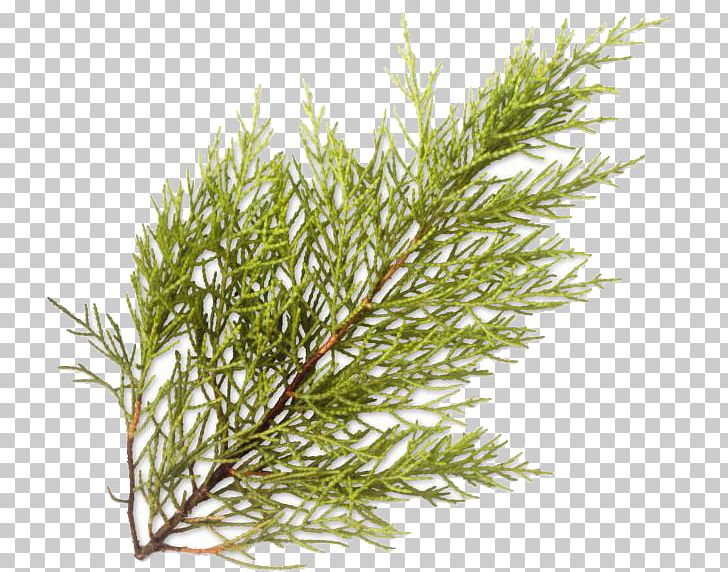 Essential Oil Lemon Myrtle Coriander Common Sage Chervil PNG, Clipart, Basil, Branch, Conifer, Coriander, Cypress Family Free PNG Download