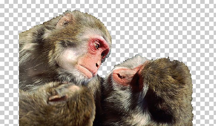 Gorilla Japanese Macaque Rhesus Macaque Primate Monkey PNG, Clipart, Animal, Animals, Ape, Cartoon Monkey, Cuteness Free PNG Download