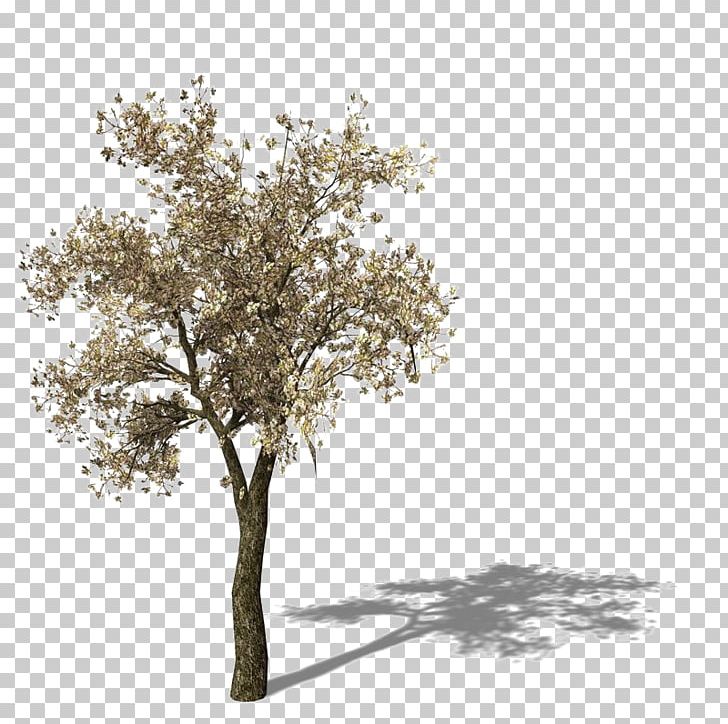 Asian Pear Pear Tomato PNG, Clipart, 3d Computer Graphics, Autumn Tree, Branch, Christmas Tree, Download Free PNG Download