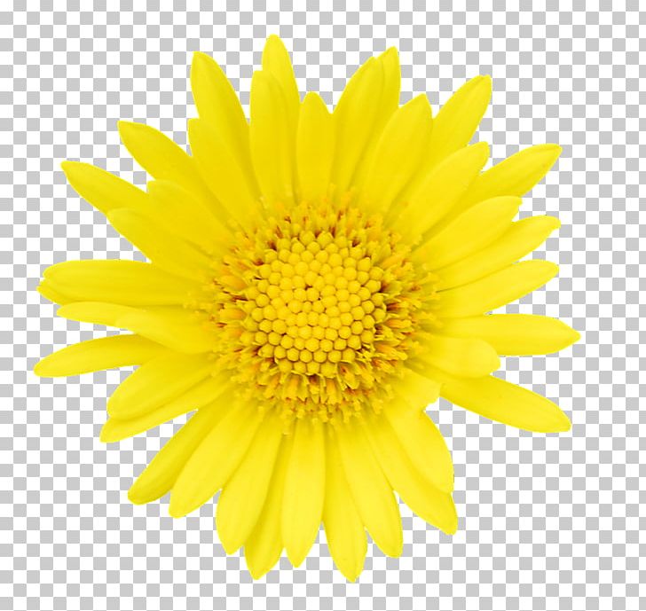 Dandelion Flower PNG, Clipart, Black And White, Chrysanths, Computer Icons, Daisy, Daisy Family Free PNG Download