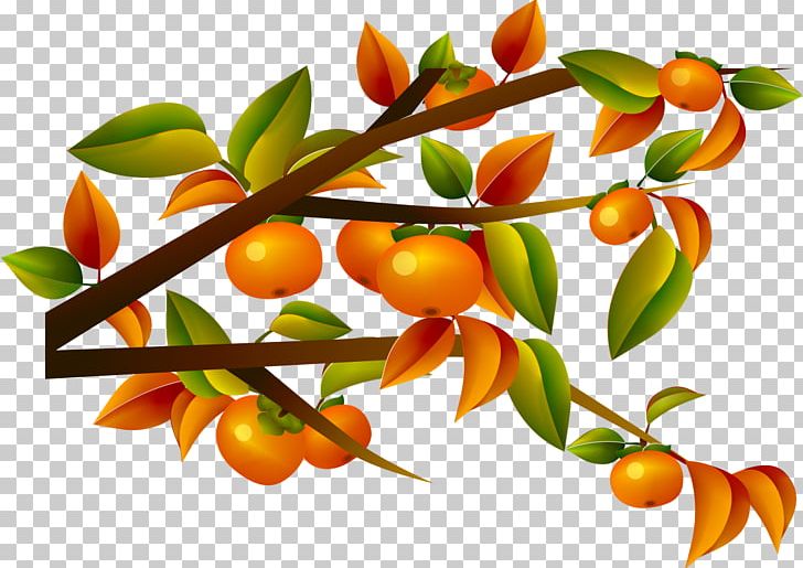 Japanese Persimmon Computer File PNG, Clipart, Adobe Illustrator, Autumn Tree, Branch, Calamondin, Citrus Free PNG Download