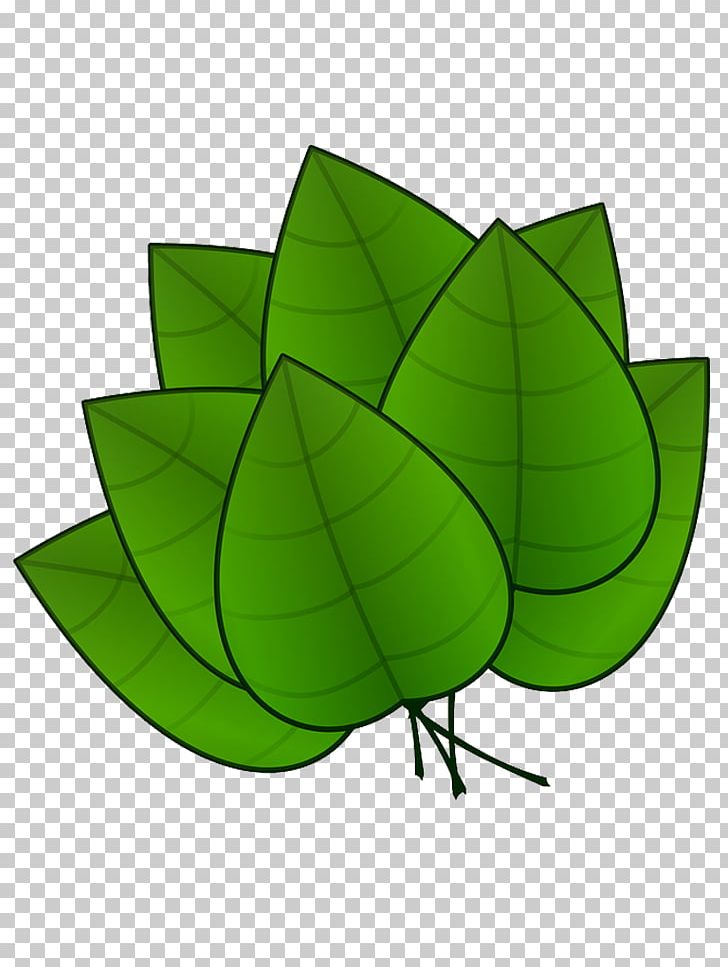 Plant Leaves Leaf PNG, Clipart, Arecaceae, Clip Art, Folha, Green, Jungle Free PNG Download