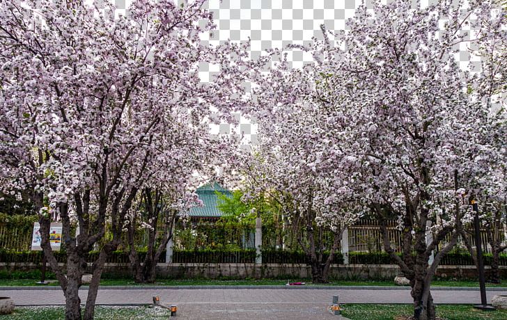 Beihai Park Gratis PNG, Clipart, Beihai Park, Beijing, Blossom, Branch, Campus Free PNG Download