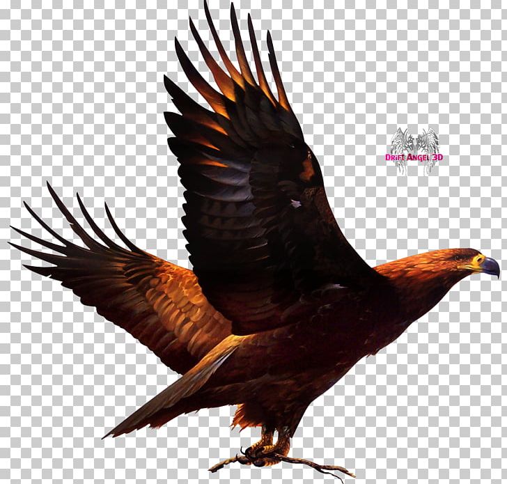 Bird Of Prey Ronda United States Accipitriformes PNG, Clipart, Accipitriformes, Animal, Animals, Beak, Bird Free PNG Download