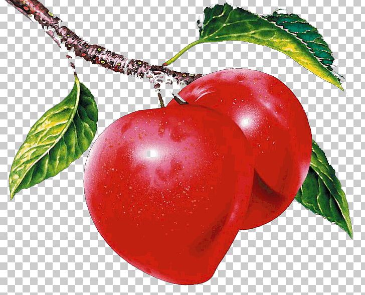 Nectarine Apple CorelDRAW Ameixeira PNG, Clipart, Acerola Family, Apple Logo, Apples, Apple Tree, Cherry Free PNG Download
