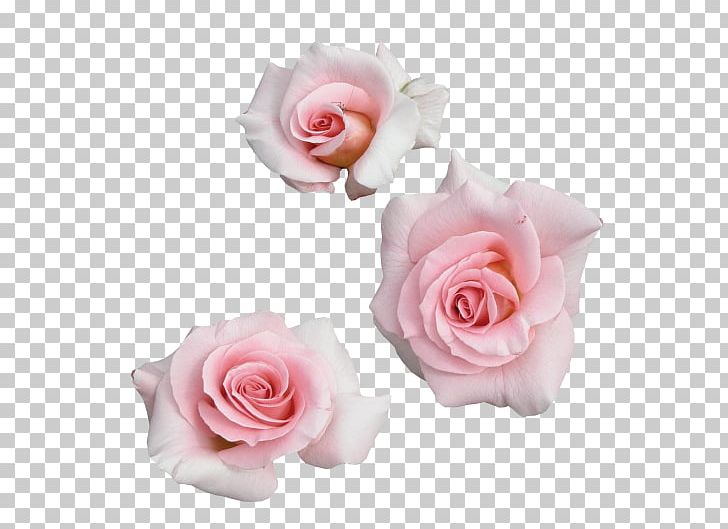 Garden Roses Tteuran Art Pink Flowers PNG, Clipart, Art, Artificial Flower, Centifolia Roses, Cut Flowers, Del Rey Free PNG Download