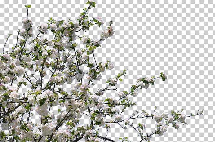 Portable Network Graphics Blossom Tree Flower PNG, Clipart, Blossom, Branch, Cherry Blossom, Desktop Wallpaper, Flower Free PNG Download